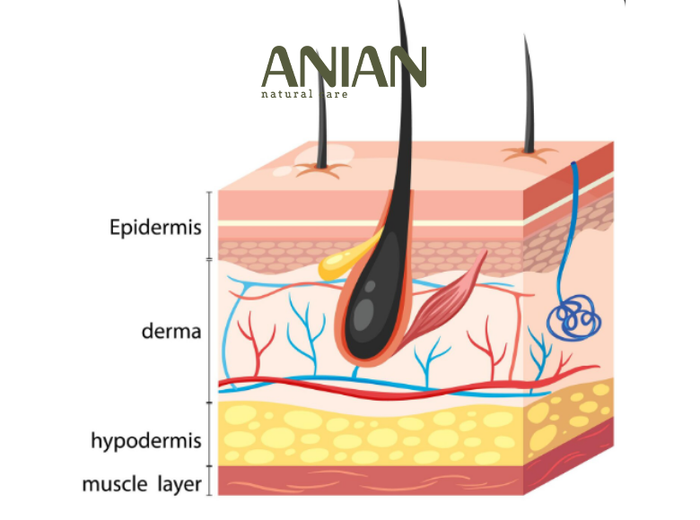chi-bo-sung-protein-tu-thuc-pham-co-du-de-phuc-hoi-toc-hu-ton-